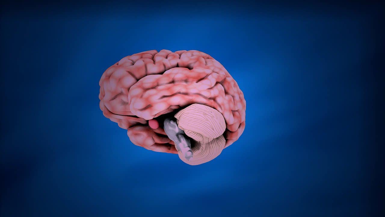 עובדות חשובות על גידול במוח