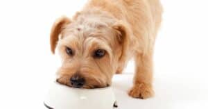 איך לשמור על סדר בארוחות של הכלב שלכם